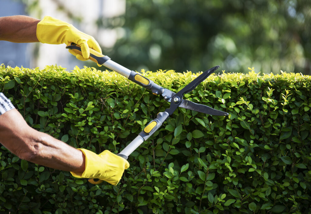 Tree & Shrub Maintenance